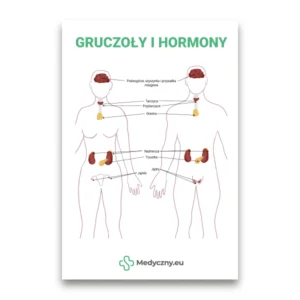 Lehrreiches Diagramm männlicher und weiblicher Körper mit beschrifteten Drüsen (Hypothalamus, Hypophyse, Schilddrüse, Nebennieren, Bauchspeicheldrüse, Eierstöcke, Hoden) über Hormone.