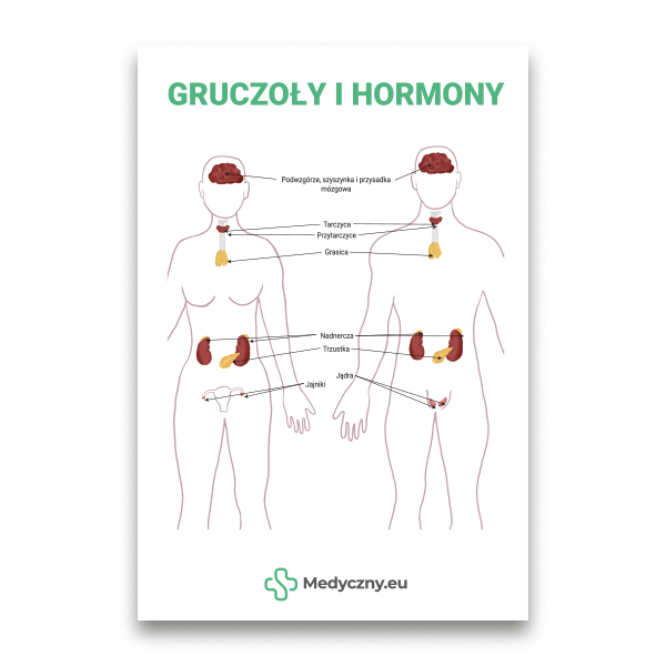 Lehrreiches Diagramm männlicher und weiblicher Körper mit beschrifteten Drüsen (Hypothalamus, Hypophyse, Schilddrüse, Nebennieren, Bauchspeicheldrüse, Eierstöcke, Hoden) über Hormone.