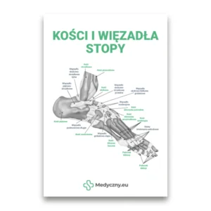 Grafik kości i więzadeł stopy z podpisami, na białym tle, źródło Medyczny.eu.