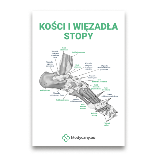 Grafik kości i więzadeł stopy z podpisami, na białym tle, źródło Medyczny.eu.