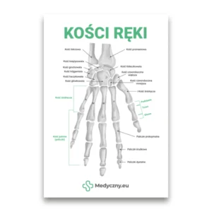 Beschriftete Abbildung eines menschlichen Handgerüsts (Handfläche und Finger) mit polnischen Knochennamen, Logo Medyczny.eu unten.