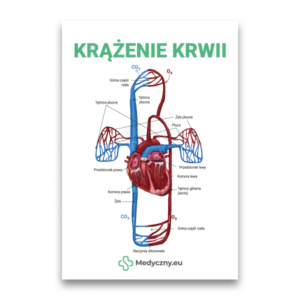 Bildungsplakat, das den Blutkreislauf mit dem Herzen im Zentrum, roten Arterien und blauen Venen darstellt, mit Beschriftungen auf Polnisch und dem Logo Medyczzny.eu unten.