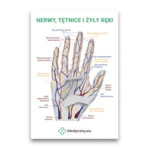 Beschriftete Abbildung einer menschlichen Hand, die Nerven (gelb), Arterien (rot) und Venen (blau) mit polnischen Beschriftungen und Medycyny.eu-Branding zeigt.