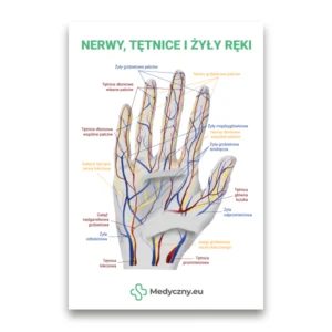 Beschriftete Abbildung einer menschlichen Hand, die Nerven (gelb), Arterien (rot) und Venen (blau) mit polnischen Beschriftungen und Medycyny.eu-Branding zeigt.