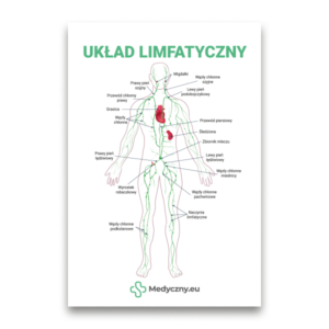 Beschriftetes Diagramm des menschlichen Lymphsystems mit Gefäßen und Lymphknoten, polnischer Titel UKŁAD LIMFATYCZNY.